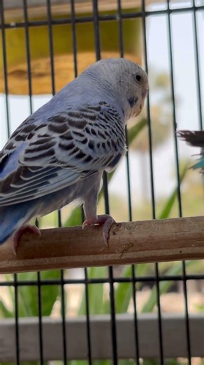 Day-387 Budgies Evening Routine 🌇 | Cute & Relaxing Bird Time #birdbreeding #birdcare #birdmom