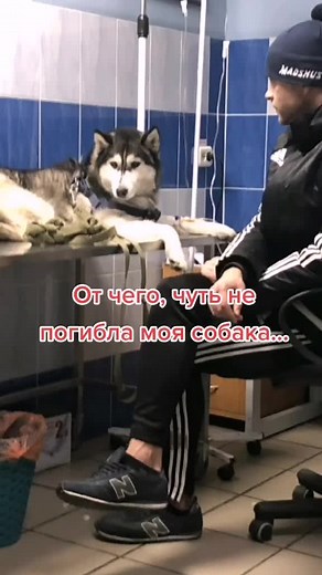 #говорящиевещи Таких собак, ндао хотя бы, на поводке держать...