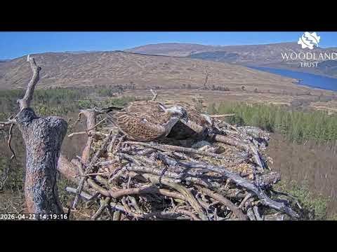 Louis the Loch Arkaig Osprey finally brings a fish for Dorcha - it's tiny! 22 Apr 2026