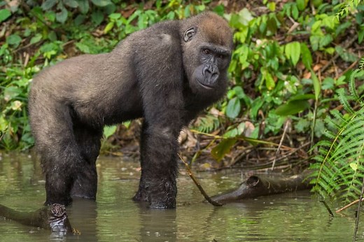 Can Gorillas Swim? Learn it All!