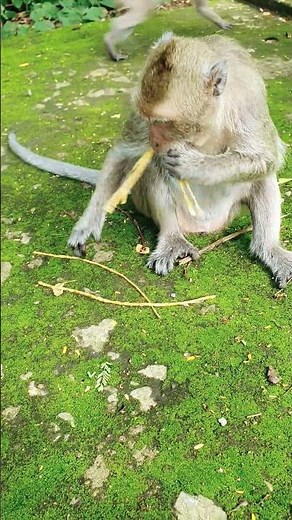 Inside the Monkey Forest!#monkey #ecotourism #forest #babymonkey #cute #animal#zoo #indonesia #india