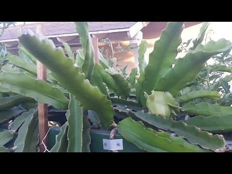Dragon Fruit--Growing & Pruning