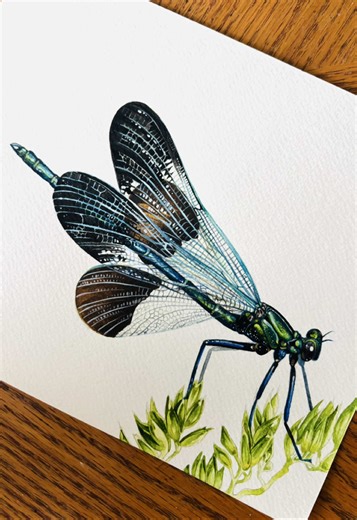 While it seems to be a very easy answer I bet most people will identify this incorrectly unless your a true bug enthusiast 🪲 If you aren’t able to identify this insect then that’s a great reason to expand your knowledge on the insect world and join bug club! 🐛 Every month we delve into a new insect to learn about, and members recieve exclusive scientific illustrations and stickers like the painting I revealed in this video. This month focuses on the family odonata and some fascinating facts ab