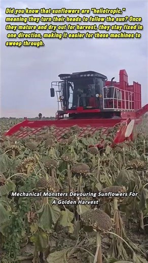 Mechanical Monsters Devouring Sunflowers For A Golden Harvest