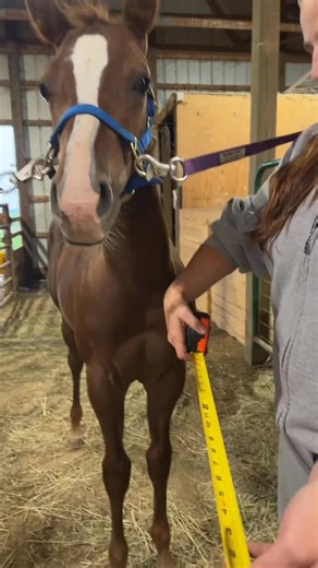 Whirlwind Ranch on Instagram: "String test!"