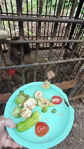 beruk makan buah dan sayuran #hewankusahabatku #hewanbesar #beruk #babymonkey #monyet