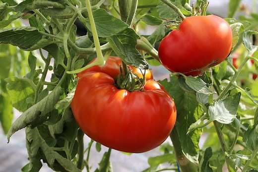 Semer et planter les tomates avec la Lune en 7 étapes