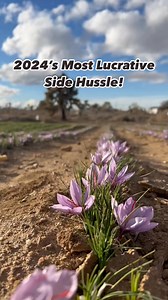 🚨 Want to make money growing saffron? 🚨 We’re opening 20 exclusive spots for growers who are ready to treat saffron as more than just a hobby. Here’s what’s included when you purchase: ✅ 1,250 saffron corms at wholesale pricing – a 65% discount compared to normal retail. ✅ Full access to our Premium Saffron School – step-by-step training, expert tutorials, and a private community of serious growers. Learn exactly how to plant, harvest, and even sell your crop. This isn’t just a bulk order of b