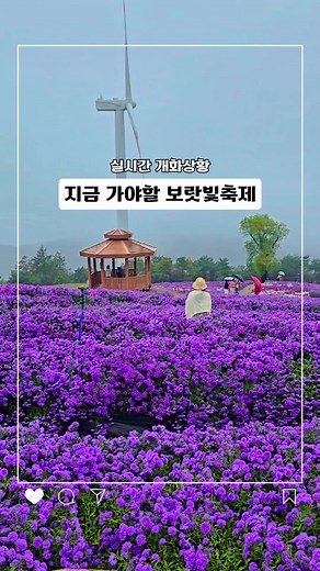 거창 감악산 아스타국화 축제 2023