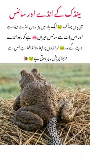 Frog 🐸 Eggs Amazing Natur Effect #frog #animals #nature #naturelovers #wildlife #naturefacts