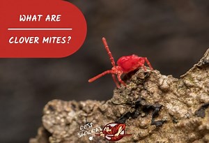 Tiny Red Bugs on Concrete | What Are Clover Mites? - Pest Samurai