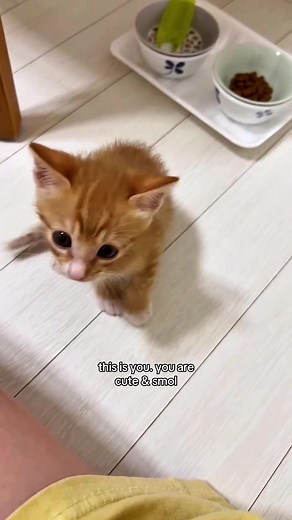 Understanding the Meaning of 'Cutie Patootie' and 'Smol'