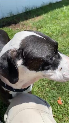 Brevard County, FL - South Animal Care and Adoption Center on Reels