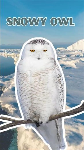 Snowy Owl - Pure Nature Sounds!