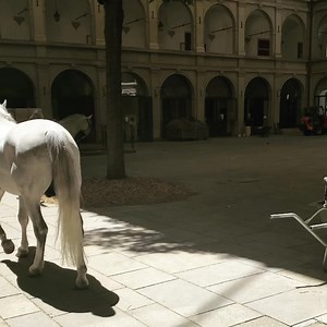 The white stallions come from all corners of the Stallburg and gather together with their grooms to walk over to the horse walker in the courtyard of the Hofburg palace 😘👏👏👏🐎🐎🐎👍. www.srs.at. #spanishridingschool #lipizzaner #horses #pferde #training #walk #exercise #athletes #sport #vienna #austria #tradition #heritage #instagram #instagood | Spanische Hofreitschule