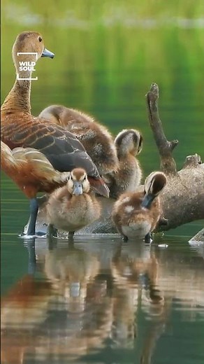 Mother Duck’s Love 💛 | Adorable Ducklings by the Lake