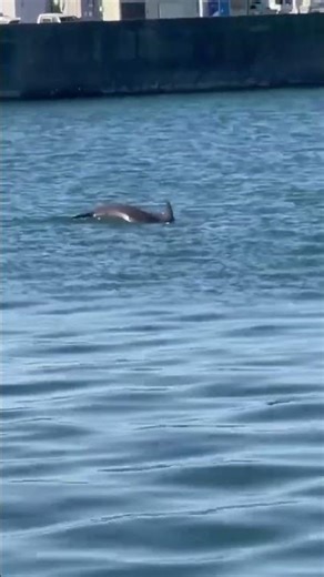 泡瀬漁港イルカ出現！？沖縄おきちゃんイルカ