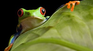 Science Shepherd Biology Video Curriculum for Homeschool