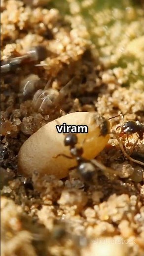 Como As Formigas Se Reproduzem? Descubra Agora!