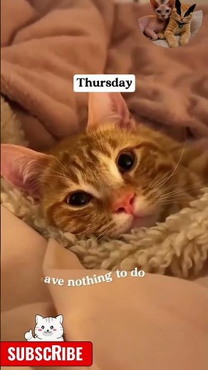 What Cats Do In One Whole Week? - Cleo and Leo