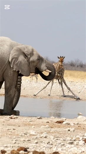 Watch a animals peacefully share a waterhole in Etosha National Park | Nombekana Safaris and Wildlife Photography