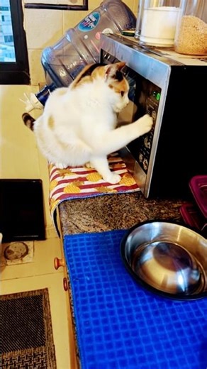 🐱 open microwave i wana eat 🤣🤣 #cat #ihavethisthingwithplants #catlovers