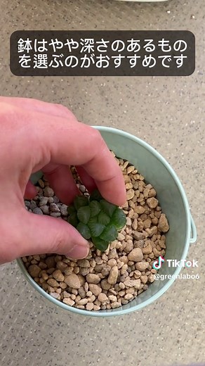 ハオルチアの育て方と植え付けのコツ