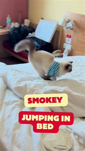 This Himalayan Cat is Out of Control #shorts #cats #kitten
