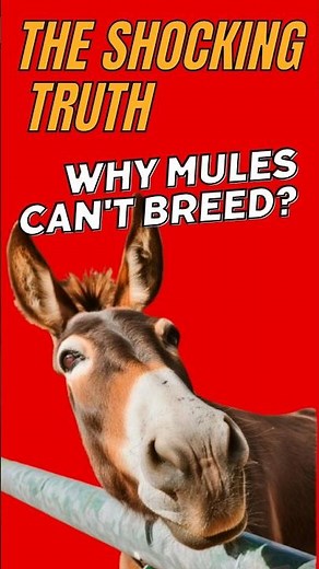 The Shocking Truth Why Mules Can't Breed?