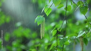 Birch Tree Blossoms in Early Spring under Rain. Betula Pendula Silver Birch Leaves during a Rainy Spring Day