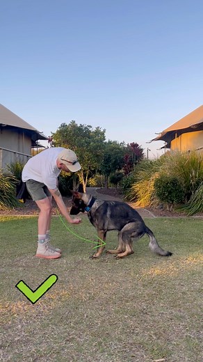 Here’s how I lure the kick back stand! Many handlers lure the stand by bringing the lure away from the dog. It works but you get a lot of forward movement unless you really concentrate on having their rear feet fixed! If you want a quick, snappy kick back stand you need to actually lure towards the dog to get them to kick their legs back! It means there is less forward movement when adding distance later on! Plus it looks great! #dogtraining #dogtrainingtips #dogobedience #dogtrainingadvice | Ja