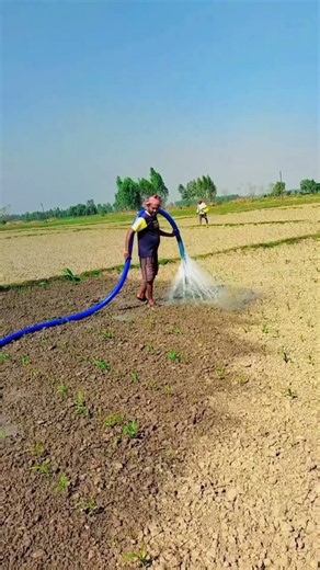 Manual Field Irrigation: Watering Young Crops with a High-Capacity Hose