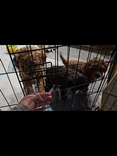 LuLux Paws on TikTok