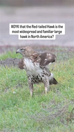 Audubon North Carolina on Instagram: "#DYK the Red-tailed Hawk is the most widespread and familiar large hawk in North America? They’re commonly seen perched on roadside poles or sailing over fields and woods. You’ve probably also heard their loud scream-like call, a high-pitched descending scream with a hoarse quality, keeeeer. Red-tailed Hawk. Video: Lisa Kaplowitz/Audubon Photography Awards"