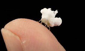 Tiny insect looks like a piece of popcorn