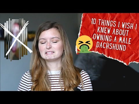 10 things I wish I knew about owning a Male Dachshund | Miniature Dachshund UK