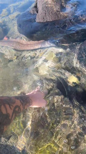 2.2K views · 11 reactions | Giant eel #eel #hawaii #beach | James Savage | Facebook
