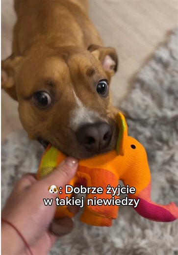 I cyk po słoniku 🫠 #piesek #komedia #pupil #zabawka #pieskie_życie