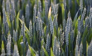 Monocotyledon - Alchetron, The Free Social Encyclopedia