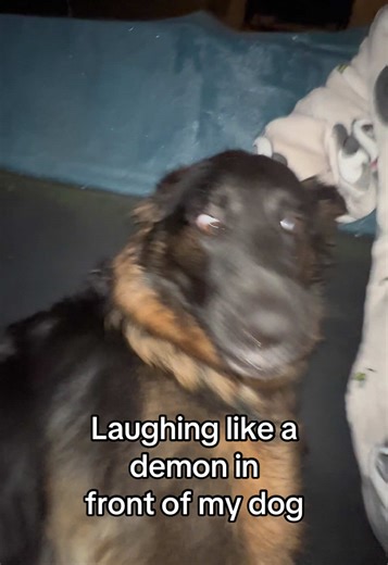 Funny Moments with a German Shepherd and a Joke