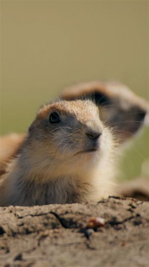 National Geographic on Instagram: "Watch these baby prairie pups boldly explore their rugged playground in the Badlands 🏜️ #AmericasNationalParks is now streaming on @DisneyPlus and @hulu."