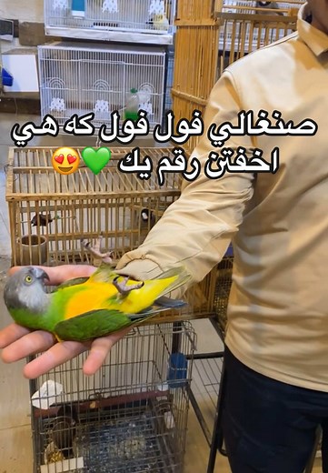 ‎#بالنده #دهوك #طير #زاخو #كوردستان #🕊️ #hawler_slemani_dhok_karkuk_hallabja #kurdistan #badini #tiktok #fypシ #fyp #fy #zaxo #hawler #duhok #duh #اربيل #عيراق #كورد #تيك_توك #duhoki #zaxoyi #❤️ #🔥 #😍 #🦜 #😃 #fy ##✅