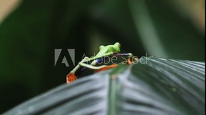 Red Eyed Tree Frog jumping off of a palm frond