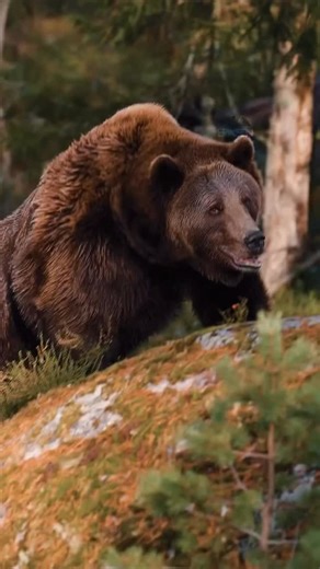 7.6K views · 1.6K reactions | Staring into a kaleidoscope of stunning wild faces, tugs at our hearts, and hopefully inspires us to save our planet's natural treasures! Extraordinary footage from the talented wildlife photographer: Sondre Ericksen Hensema @itseriksen Thank you Sondre for reminding us that there is still wild beauty in the world! #wildlife #nature #animals #beauty #inspiration | Jeff Corwin | Facebook