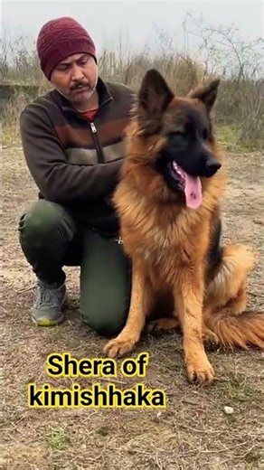 stud service available in MORADABAD at kimishhaka's pets 70552 51111..shera of kimishhaka #dog