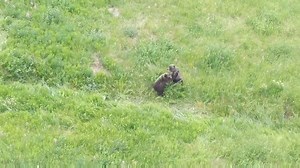 5.7K views · 162 reactions | Sibling rivalry at the Lake! Video thanks to Jason Connell | The Lake Louise Ski Resort & Summer Gondola | Facebook