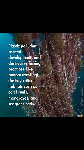 Plastic pollution, coastal development, and destructive fishing practices (like bottom trawling) destroy critical habitats such as coral reefs, mangroves, and seagrass beds. #ivatanfisheriesprofessionals | Ivatan Fisheries Professionals