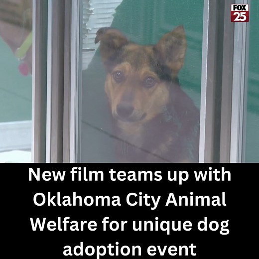 4.8K views · 38 reactions | According to OKC Animal Welfare, the...