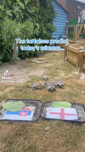 5.3K views · 35 reactions | The tortoises predict the winner of this evening’s match! ⚽️gbeng  #euro24 #football #tortoise | Finkley Down Farm | Facebook