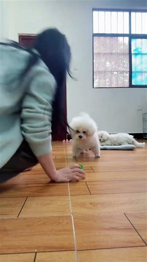 Master the Invisible Foot Trick in Dog Training! Bichon DogTricks TrainingJoy